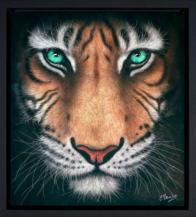 Eye Of The Tiger Print by Artist Colin Banks