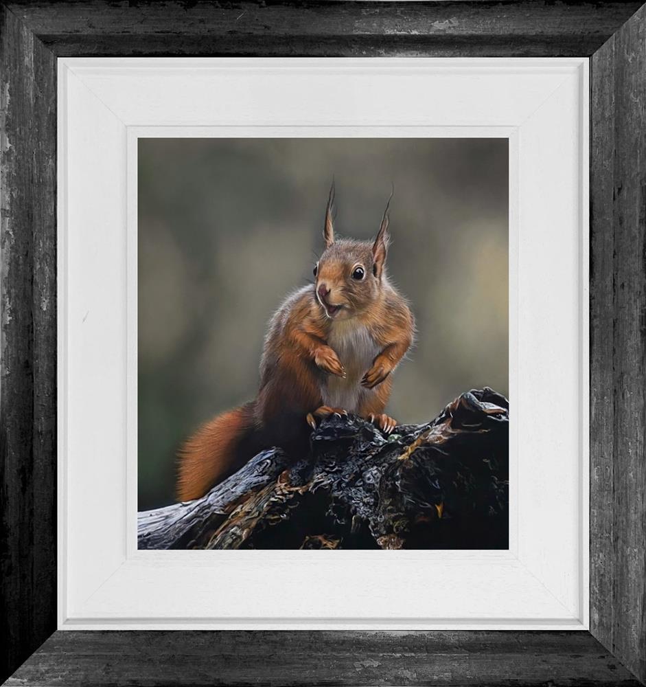 Inquisitive Squirrel by Clare Parkes